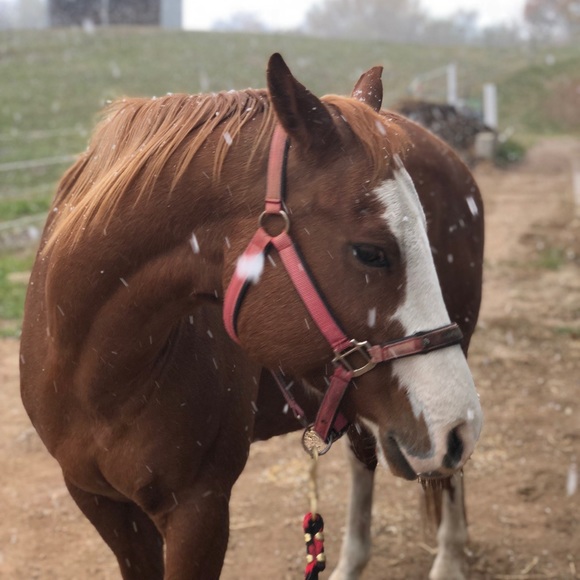 Meet your Posher, Kellie - Picture 1 of 1